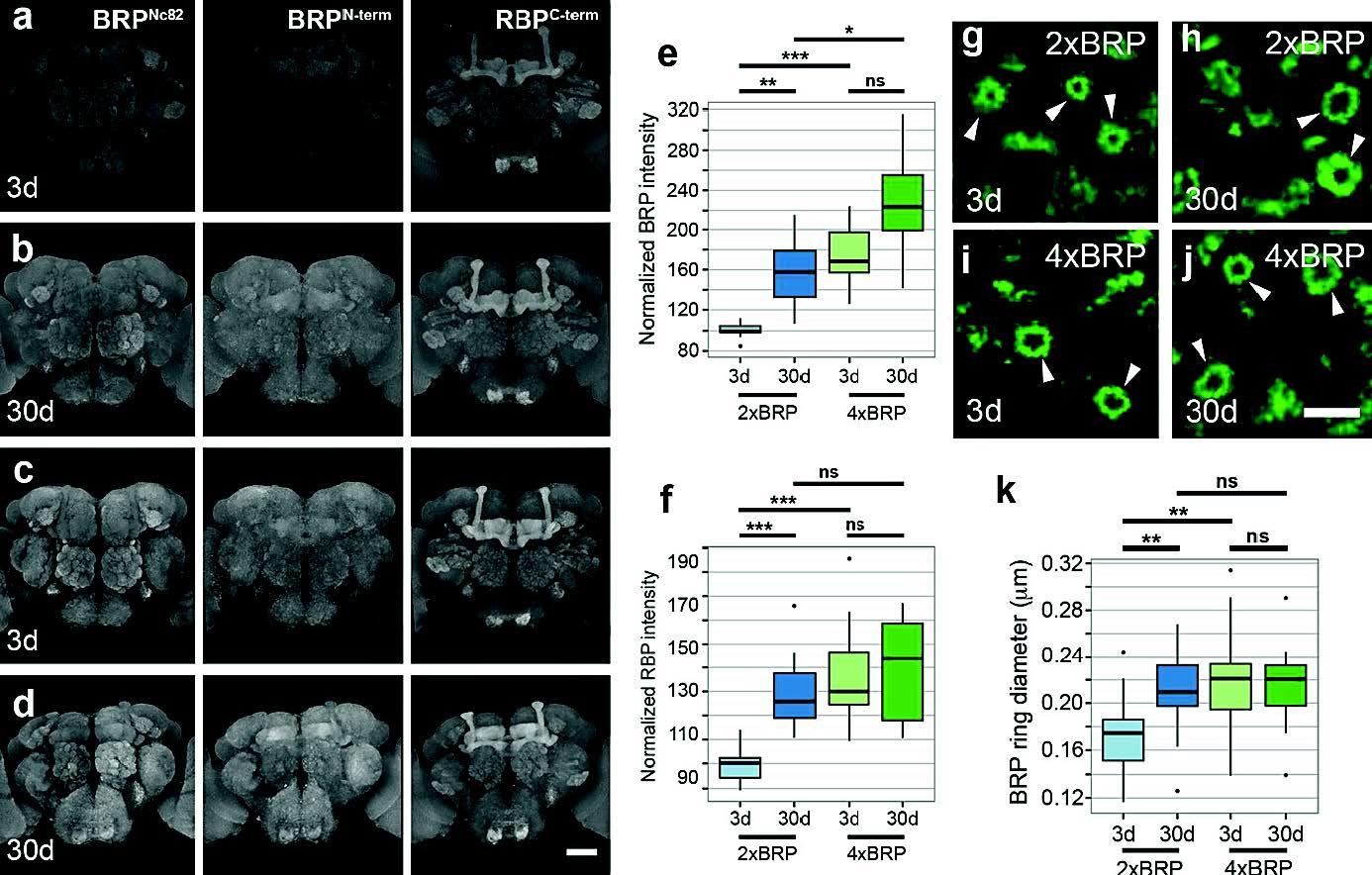 Ultrastructural, opto-physiological and behavioral analysis of synaptic organization within the aging Drosophila olfactory system.