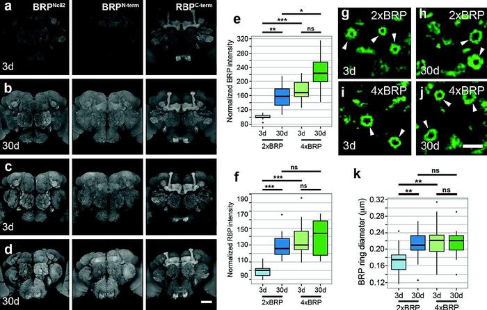 Ultrastructural, opto-physiological and behavioral analysis of synaptic organization within the aging Drosophila olfactory system.