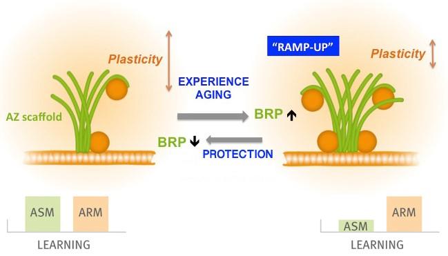 Plasticity model